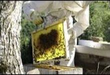 Dubant François, apiculteur