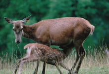 Viande de biche