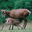 Viande de biche