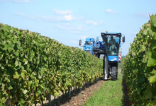 vendanges