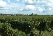 vignes