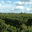 vignes
