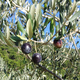 olives