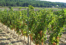 Domaine Fredavelle