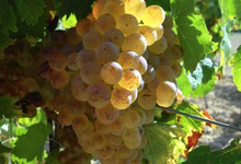 Domaine Fredavelle