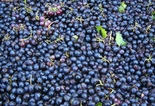 Domaine Fredavelle