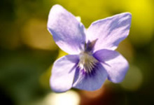 Fête de la Violette