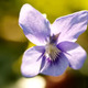 Fête de la Violette