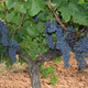 Domaine Vounière