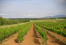 Domaine Saint Mitre
