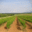 Domaine Saint Mitre