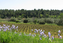 Château la Curnière