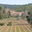 Château la Curnière