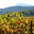 Domaine de Sauvebonne