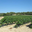 Domaine des roches blanches