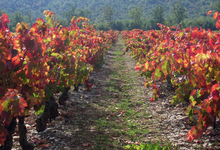 Domaine de Cambaret