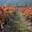 Domaine de Cambaret