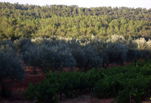 Domaine de Cambaret
