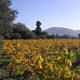 Domaine du Rosier