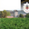 Château du Petit Sonnailler  