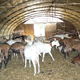 Fromagerie Chiari