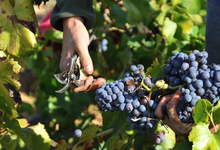 vendanges