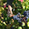 vendanges