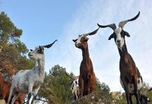 La Pastorale du Regagnas  