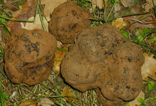 La truffe noire 
