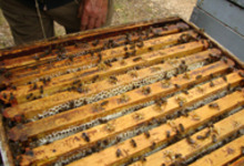 Les ruchers apijouvence