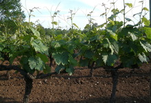 Domaine Saint-Joseph