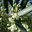 olivier en fleurs
