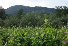 Domaine Saint-Joseph