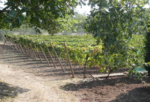 Domaine Saint-Joseph