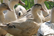 Les Canards d'Ariane