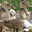 Les Canards d'Ariane