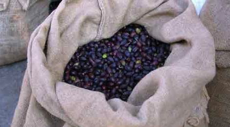 Olives noires cailletier
