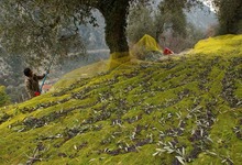 récolte olives