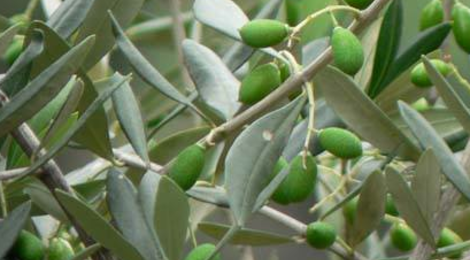Olives 