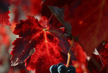 Le Festival des Saveurs...Vins et Gastronomie