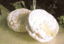 Fromage de chèvre