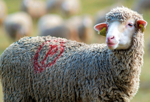 brebis merinos