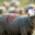 brebis merinos