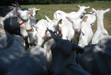 chèvres