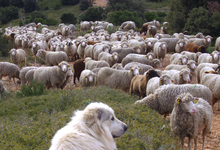 La Ferme des Roux 