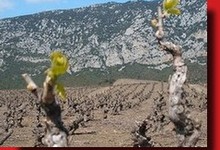 Domaine Pouderoux