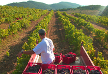 Domaine Mosconi