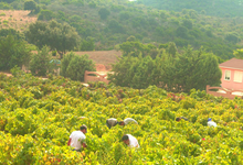 Domaine Mosconi