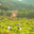 Domaine Mosconi