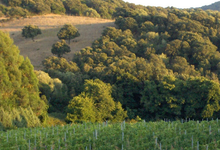 Domaine Mosconi